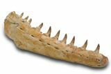 Mosasaur (Pluridens) Jaw with Ten Teeth - Morocco #334604-3